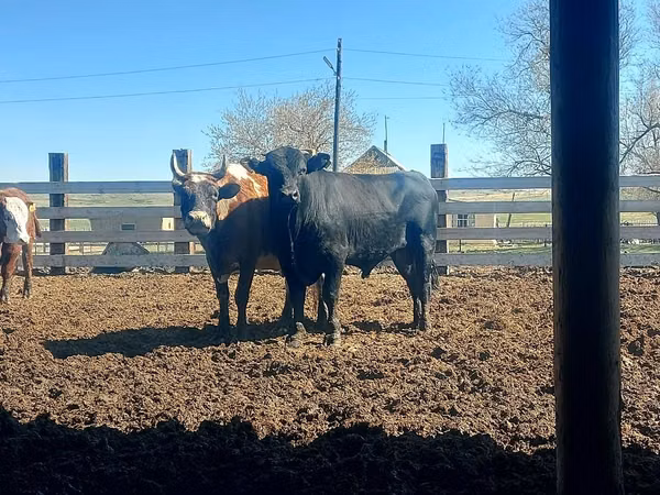公牛, Aberdeen-Angus — 哈萨克斯坦