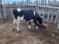 गाय, गोलस्टीन नस्ल — फ़ोटो 2
