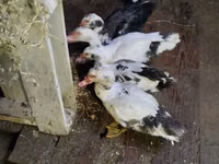 Ducks — 照片 4