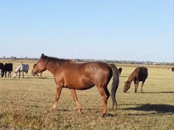 فرس, Kazakh horse — كازاخستان