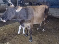गाय, मवेशी — फ़ोटो 8