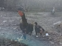 Chickens — الصورة 2