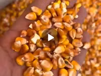 Кукуруза 🌽 курук таза. буудай таза курук адрес кара балта толка — 3-rasm