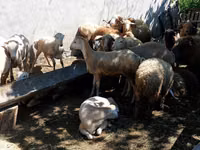 公羊, Sheep — 照片 1