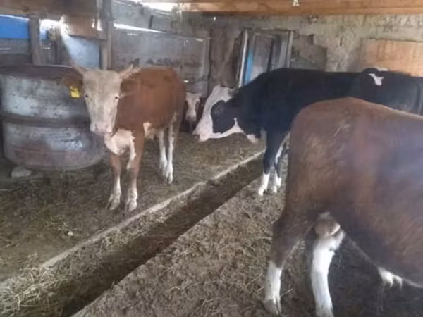 公牛, Simmental cattle — 哈萨克斯坦