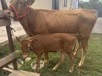 母牛, Cattle — 照片 2