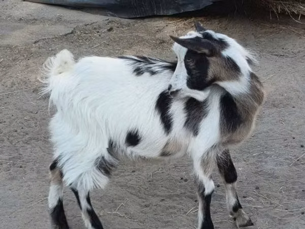 Ziegenbock, Ziegen