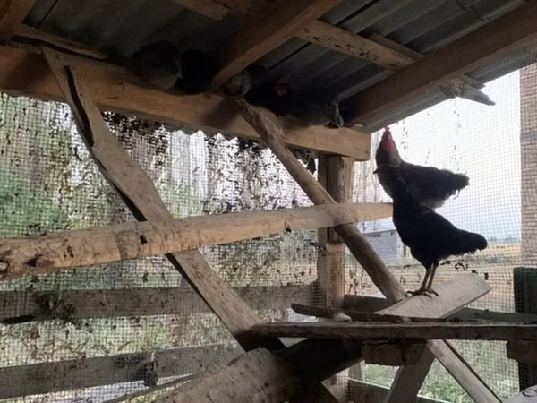 Chickens — Kirgisistan