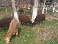 Ovejas (lote, sexo no especificado), Ovejas — foto 6