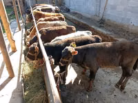 Toro, Swiss cattle — foto 4