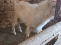 母山羊, Alpine goat — 照片 3