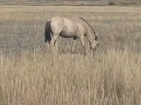 Stute, Mugalzhar horse — Foto 5