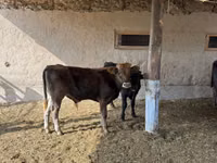 Букачар, Швиц породу — сүрөт 5