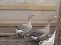 Geese — photo 2