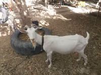 Ziege, Alpine goat — Foto 4