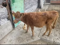 गाय, Latvian Blue cattle — फ़ोटो 1