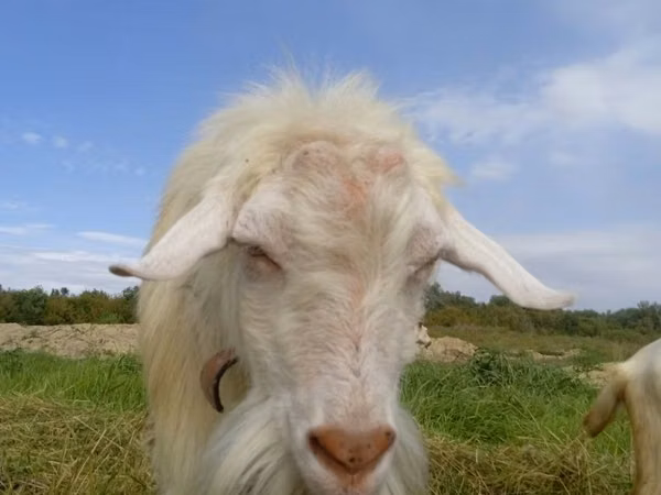 تيس, Saanen goat — كازاخستان