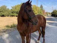 Mare, Horses — photo 4