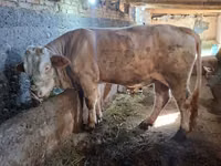 Toro, Simmental cattle — foto 6