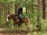Hengst, Pinto horses — Foto 3