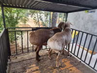Ram, Sheep — photo 3