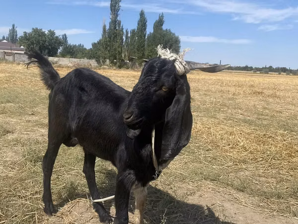Ziegenbock, Nubian Goat — Kirgisistan