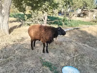 Schafe (Partie, Geschlecht nicht angegeben), Hissar sheep — Foto 2