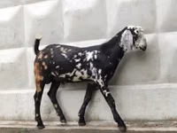 Cabro, Nubian Goat — foto 2