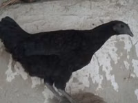 Ayam Cemani — 2-rasm