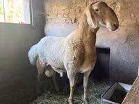 Widder, Arashan sheep — Foto 3
