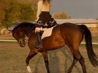 Caballo, Hanoverian — foto 6
