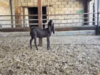 Ziege, Kamori goats — Foto 5