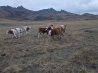 Bulle, Simmental cattle — Foto 8