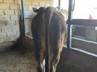 ثور, Swiss cattle — الصورة 3