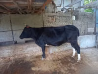 Kuh, Russian Black pied cattle — Foto 2