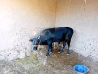 गाय, मवेशी — फ़ोटो 2