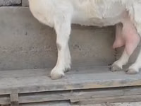 Cabra, Saanen goat — foto 2