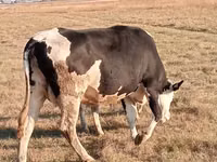 Cow, Latvian Blue cattle — photo 4