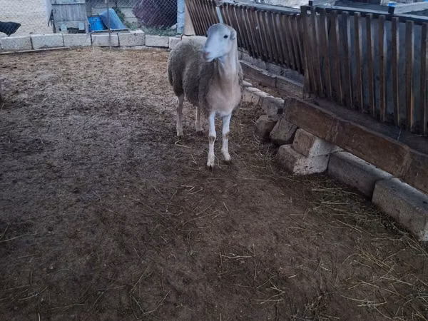 Sheep, Sheep