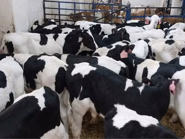 सांड, गोलस्टीन नस्ल