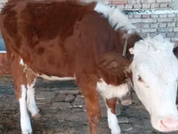 بقرة, Simmental cattle — الصورة 3