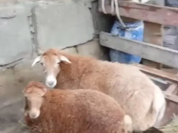 Кой, Койлор