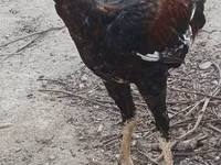 Chickens — Foto 2