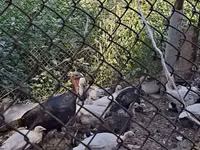 Turkeys — 2-сурет