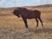 Бие, Kazakh horse — 8-сурет