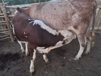 Vaca, Ganado vacuno — foto 1