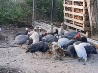 Guinea fowl — الصورة 1