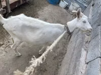 Ziege, Saanen goat — Foto 2