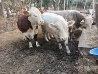 Bulle, Simmental cattle — Foto 6
