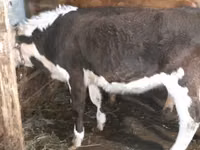 गाय, Simmental cattle — फ़ोटो 1
